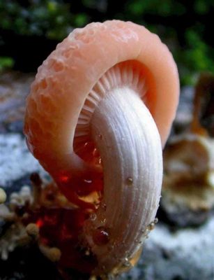  Jazz Fungus: A Colorful Carpet of Wonders Hiding a Surprisingly Complex Underwater World!