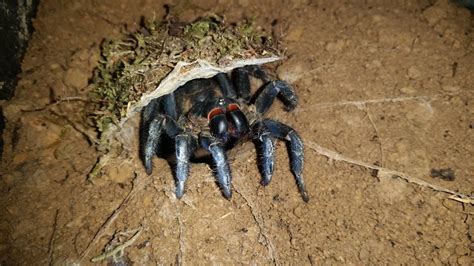  Liphistius! Unveiling the Secrets of a Mysterious Trapdoor Spider with a Love for Solitude