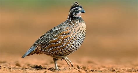  Quail!  A Tiny Bird With Impressive Feathers And A Powerful Flight