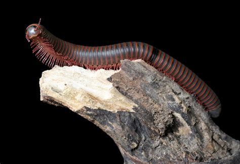  Quilling Millipede: Unveiling the Mystery of the Silvery Armored Wonder!