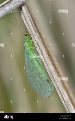  LACEWING: A Tiny Assassin Sporting Gossamer Wings That Shimmer Like Rainbows!