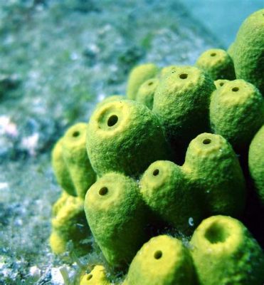  Oceanquestin: A Sponge That Embraces Solitude While Filtering Seas!