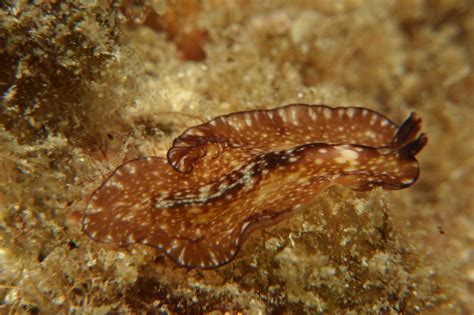  Quinquesquid! A Tiny Flatworm With a Taste for Seafood