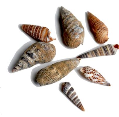  RAVENNA SHELL:  A Delightful Dweller of Shallow Seas Hiding Treasures Within Its Shell!