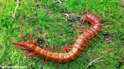  Scolopendra: Khám phá sinh vật đa chân ẩn nấp trong bóng tối với ngoại hình đáng sợ và sức mạnh đáng kinh ngạc!