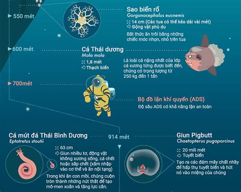   sò huyết - Những sinh vật hai mảnh vỏ bí ẩn sống trong lòng đại dương sâu thẳm!