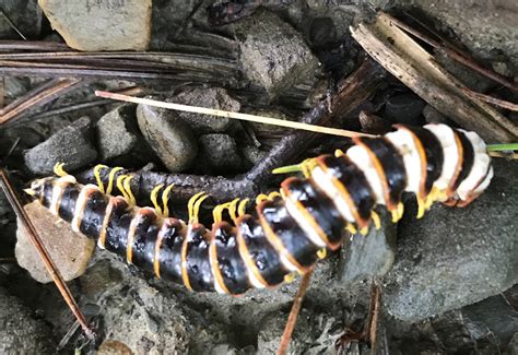  Utroglaux! The Millipede With a Unique Shell You Won't Believe Exists