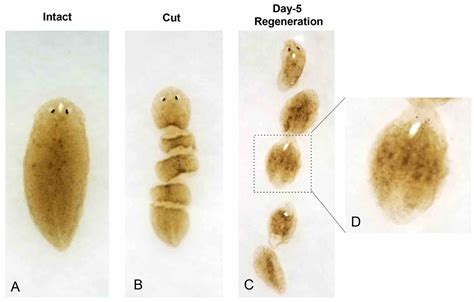  Y-shaped Planarian: A Master of Regeneration and a Connoisseur of Carrion!