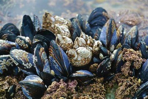  Zealandic Mussel:  A Humble Filter Feeder That Thrives In The Intertidal Zones!